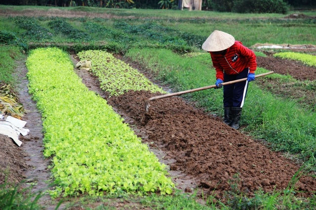 Quảng Trị: Rau màu chết vì mưa rét, người nông dân lo mất Tết - 4 Quảng Trị: Rau màu chết vì mưa rét, người nông dân lo mất Tết - 4
