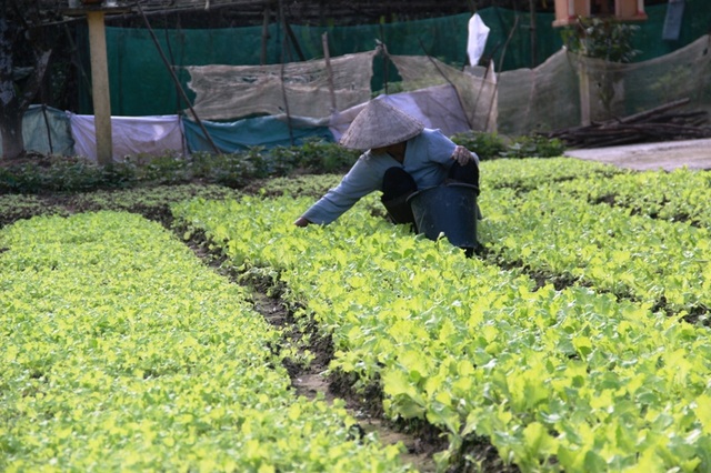 Quảng Trị: Rau màu chết vì mưa rét, người nông dân lo mất Tết - 8 Quảng Trị: Rau màu chết vì mưa rét, người nông dân lo mất Tết - 8
