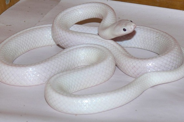 
Con rắn được nuôi cách ly ngay sau khi phát hiện vì nó quá hiếm và cần được bảo vệ.
