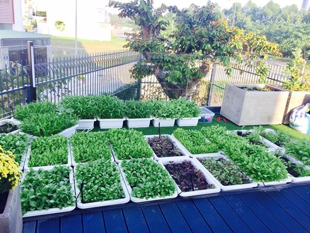 Lý Hải đầu tư một khu vườn mini trên mái nhà xe (14-15 khay nhựa) và một vườn rau thủy canh trên sân thượng.