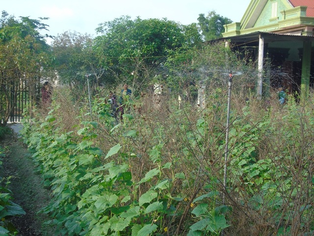 Dân nghèo ở xã bãi ngang giàu lên nhờ trồng rau - 4 Hệ thống tưới nước của một hộ dân tại thôn Tú Loan 3 giúp giảm công sức lao động.