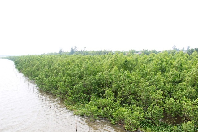 Rừng bần chua, “bức tường” ngăn mặn, chắn sóng vững chắc vùng cửa sông - 1 Rừng bần chua phát triển xanh tốt, tạo thành vành đai chắn sóng, bảo vệ hệ thống thủy lợi