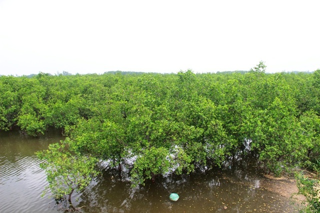 Rừng bần chua, “bức tường” ngăn mặn, chắn sóng vững chắc vùng cửa sông - 2 Cây bần chua còn có tác dụng hạn chế xâm nhập mặn, ngăn sóng biển và triều cường