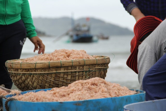 Ngư dân Đà Nẵng phấn khởi vì trúng đậm mùa ruốc - 2 Ruốc vừa lên bờ đã có người thu mua