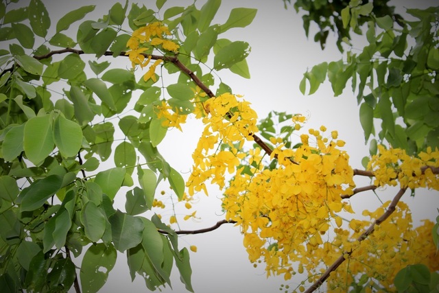 Ngẩn ngơ ngắm hoa muồng hoàng yến nở vàng rực giữa trời Hà Nội - 1 Ngẩn ngơ ngắm hoa muồng hoàng yến nở vàng rực giữa trời Hà Nội - 1