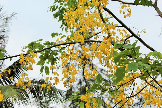 Ngẩn ngơ ngắm hoa muồng hoàng yến nở vàng rực giữa trời Hà Nội - 10 Ngẩn ngơ ngắm hoa muồng hoàng yến nở vàng rực giữa trời Hà Nội - 10