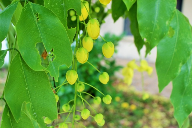 Ngẩn ngơ ngắm hoa muồng hoàng yến nở vàng rực giữa trời Hà Nội - 11 Ngẩn ngơ ngắm hoa muồng hoàng yến nở vàng rực giữa trời Hà Nội - 11