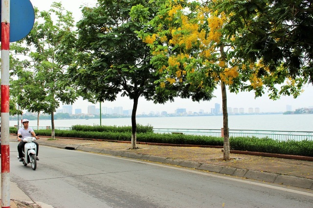 Ngẩn ngơ ngắm hoa muồng hoàng yến nở vàng rực giữa trời Hà Nội - 12 Ngẩn ngơ ngắm hoa muồng hoàng yến nở vàng rực giữa trời Hà Nội - 12