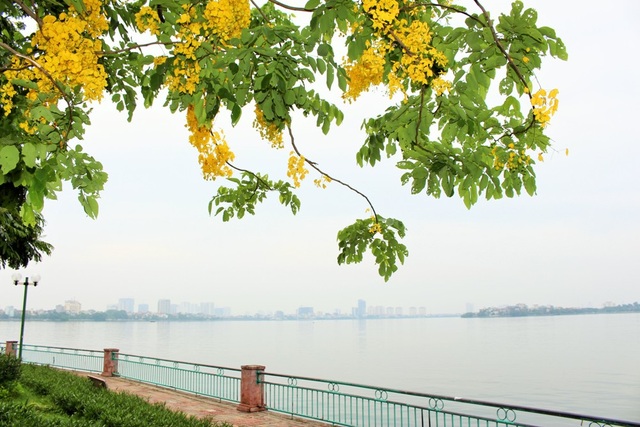 Ngẩn ngơ ngắm hoa muồng hoàng yến nở vàng rực giữa trời Hà Nội - 2 Ngẩn ngơ ngắm hoa muồng hoàng yến nở vàng rực giữa trời Hà Nội - 2