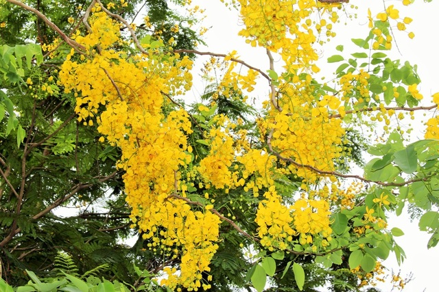 Ngẩn ngơ ngắm hoa muồng hoàng yến nở vàng rực giữa trời Hà Nội - 4 Ngẩn ngơ ngắm hoa muồng hoàng yến nở vàng rực giữa trời Hà Nội - 4