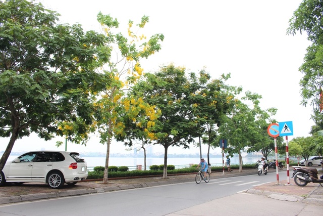 Ngẩn ngơ ngắm hoa muồng hoàng yến nở vàng rực giữa trời Hà Nội - 5 Ngẩn ngơ ngắm hoa muồng hoàng yến nở vàng rực giữa trời Hà Nội - 5