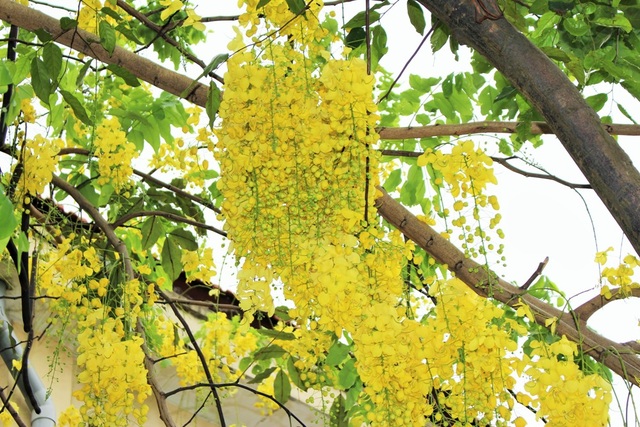 Ngẩn ngơ ngắm hoa muồng hoàng yến nở vàng rực giữa trời Hà Nội - 7 Ngẩn ngơ ngắm hoa muồng hoàng yến nở vàng rực giữa trời Hà Nội - 7