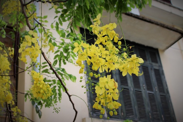 Ngẩn ngơ ngắm hoa muồng hoàng yến nở vàng rực giữa trời Hà Nội - 8 Ngẩn ngơ ngắm hoa muồng hoàng yến nở vàng rực giữa trời Hà Nội - 8