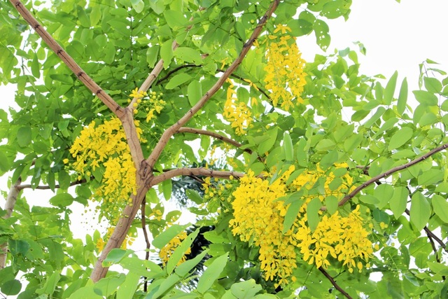 Ngẩn ngơ ngắm hoa muồng hoàng yến nở vàng rực giữa trời Hà Nội - 9 Ngẩn ngơ ngắm hoa muồng hoàng yến nở vàng rực giữa trời Hà Nội - 9