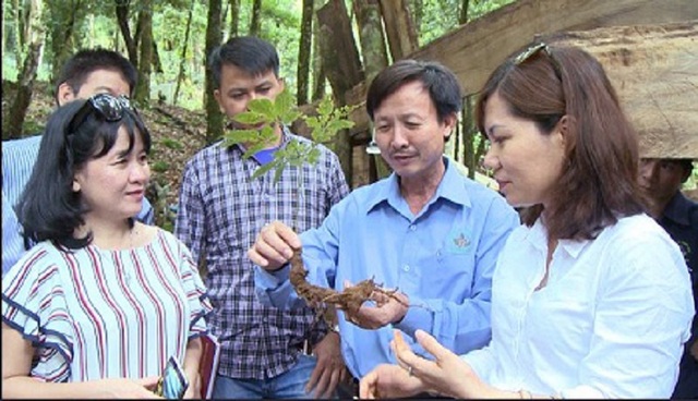 Bộ Khoa học và Công nghệ chủ động vào cuộc ngăn chặn sâm Ngọc Linh giả - 2
Theo đánh giá của đoàn khảo sát, việc phát hiện và xử lý sâm Ngọc Linh giả đang là một vấn đề rất khó khăn.