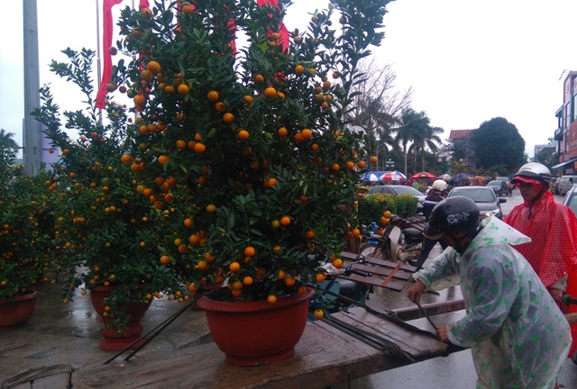 Chợ quê nhộn nhịp, người dân đội mưa mang hương sắc Tết về nhà - 8 Quất cảnh vẫn được số đông người dân chọn lựa vì vẻ ngoài đầy sức sống.