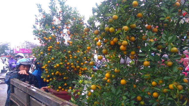 Chợ quê nhộn nhịp, người dân đội mưa mang hương sắc Tết về nhà - 1 Những cây quất đẹp mắt, sai quả được bán với giá gần 1,5 triệu đồng