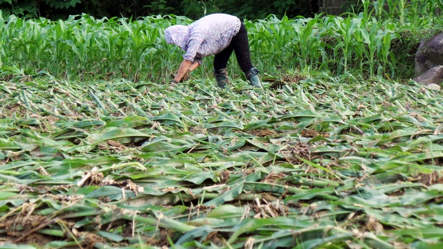 Hoa màu của người dân bị hư hại.