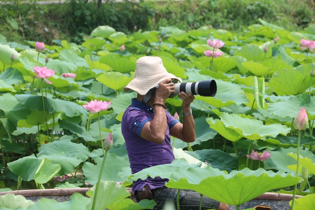 Hà Nội: Lội bùn chụp ảnh sen, phó nháy kiếm tiền triệu mỗi ngày - 7 Nhiều thợ ảnh hăng say lao động bất chấp thời tiết nắng nóng.
