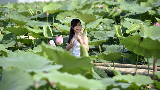Hà Nội: Lội bùn chụp ảnh sen, phó nháy kiếm tiền triệu mỗi ngày - 9 Hà Nội: Lội bùn chụp ảnh sen, phó nháy kiếm tiền triệu mỗi ngày - 9