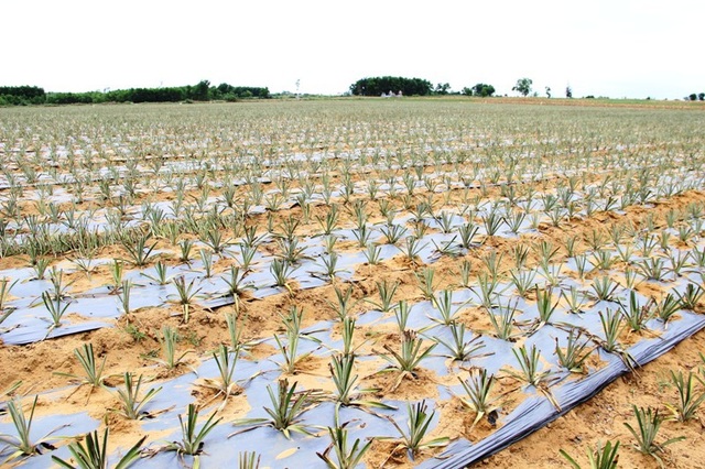 Quảng Trị chuyển đổi sinh kế cho 16 xã vùng biển ảnh hưởng Formosa - 1 Mô hình trồng dứa trên cát được áp dụng tại một số địa phương ven biển