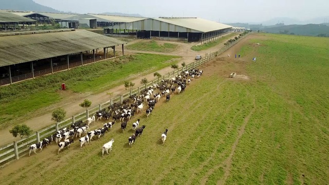 Doanh nghiệp đầu tiên chuyển đổi thành công 1000 bò sữa Organic trên đồng đất VN - 1
TH là Doanh nghiệp đầu tiên chuyển đổi thành công 1000 bò sữa Organic trên đồng đất VN
