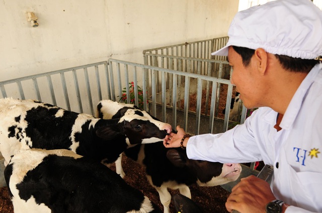 Doanh nghiệp đầu tiên chuyển đổi thành công 1000 bò sữa Organic trên đồng đất VN - 4
Chuyên gia của trang trại TH đến chuồng trại để thăm nom và kiểm tra tình hình sức khỏe của những chú bê Organic.