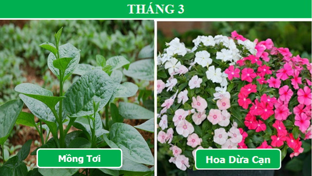 Trồng cây gì vào tháng nào để mang lại hiệu quả cao nhất (Phần 1) - 3