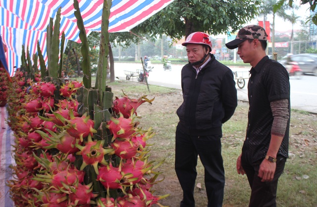 Thanh long trồng chậu Tiền Giang lần đầu ra Vinh "đón Tết" - 7 Thanh long trồng chậu Tiền Giang lần đầu ra Vinh "đón Tết" - 7