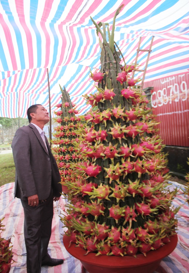 Thanh long trồng chậu Tiền Giang lần đầu ra Vinh "đón Tết" - 3 168 quả với ý nghĩa phát tài, phát lộc thì chậu thanh long này được chủ hàng chào bán 15 triệu đồng.