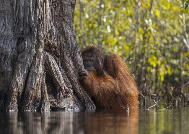 Thiên nhiên hoang dã đẹp mê hoặc trong cuộc thi ảnh của National Geographic - 1 Một chú đười ươi ẩn nấp sau gốc cây khi đang cố băng qua dòng sông Borneo, nơi có đầy những con cá sấu háu đói.