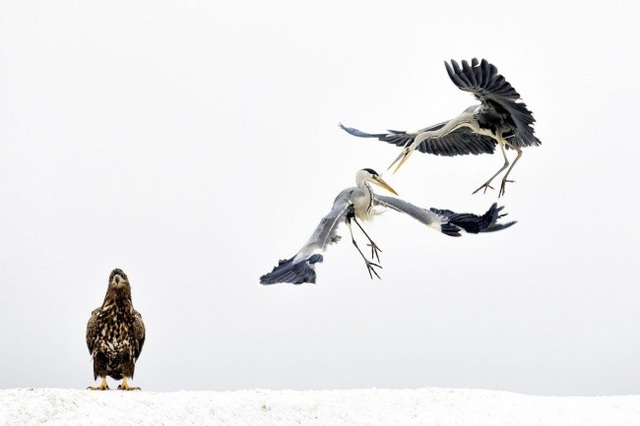 Thiên nhiên hoang dã đẹp mê hoặc trong cuộc thi ảnh của National Geographic - 6 Một chú đại bàng hói đang làm khán giả cho cuộc chiến giữa hai con chim diệc.