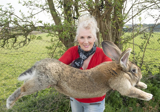Bà Annette Edwards bế con thỏ Darius, bố của thỏ Simon, năm 2015 (Ảnh: CBS)
