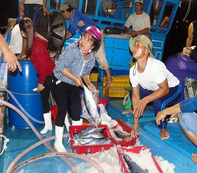 Ngang nhiên bắt người thu mua hải sản đóng tiền bảo kê - 1 Thu mua hải sản tại Quảng Bình (Ảnh: Tiến Thành)