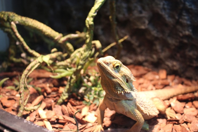 Thú nuôi sinh vật cảnh “dị, độc, lạ” của dân chơi Việt - 7 Rồng Úc (Bearded Dragon) sống ở hoang mạc nên cần môi trường nóng và ẩm. Theo tiết lộ của người nuôi, loài rồng Úc khá… ngố nên ngay cả trẻ con cũng có thể chơi được.