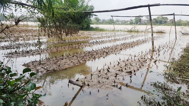 “Thủ phủ” hoa Tết sạch trơn do lũ - 3
Các nơi trồng hoa Tết ở ven sông của Phú Mậu bị nước lũ tràn vào nhiều ngày nên hoa đã chết hết