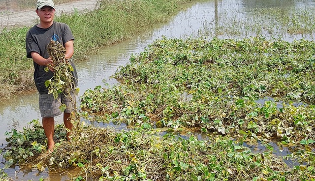 “Thủ phủ” hoa Tết sạch trơn do lũ - 9
Anh Nguyễn Văn Năm cho biết, với rau màu úng thế này, làm thức ăn cho heo cũng không được
