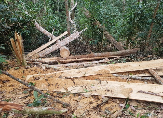 Những dấu hiệu bất thường từ việc phá rừng? - 6 Nhiều cây đã được xẻ và vận chuyển ra khỏi rừng