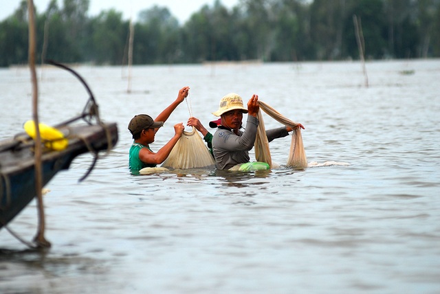 Kiếm tiền triệu mỗi ngày từ săn cá linh mùa lũ - 4 Theo nhiều người dân vùng đầu nguồn An Giang, năm nay cá linh xuất hiện nhiều, việc đánh bắt cũng trúng hơn mọi năm trước.