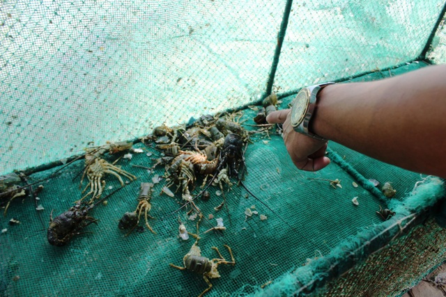 Rơi nước mắt chứng kiến gần 10.000 lồng tôm hùm bị bão cuốn bay - 2 Mỗi lồng tôm như thế này người dân nuôi từ 200 - 250 tôm hùm nhưng giờ chỉ còn 2 - 3 con sống