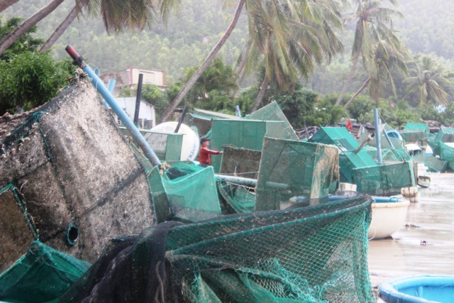 Rơi nước mắt chứng kiến gần 10.000 lồng tôm hùm bị bão cuốn bay - 12
Ông Trần Hữu Thế, Phó Chủ tịch UBND tỉnh Phú Yên cho biết, tỉnh đang tiến hành thống kê nhưng hiện tại vẫn chưa có con số chính thức vì sóng vẫn còn lớn. Ông Thế nhận định số lồng bè thiệt hại là rất lớn.