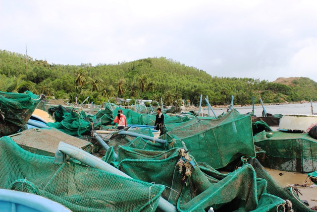 Rơi nước mắt chứng kiến gần 10.000 lồng tôm hùm bị bão cuốn bay - 1 Sáng 6/11, bờ biển thôn Vĩnh Hòa, xã Xuân Thịnh, TX. Sông Cầu (Phú Yên) ngổn ngang những lồng nuôi tôm do sóng đánh dạt vào và được người dân chèo thúng ra biển trục vớt. Bão Damrey đổ bộ rạng sáng 4/11 làm sóng biển dâng cao 3 – 5m khiến tôm nuôi trong gần 10.000 lồng bè của người dân nơi này “bay theo bão”.