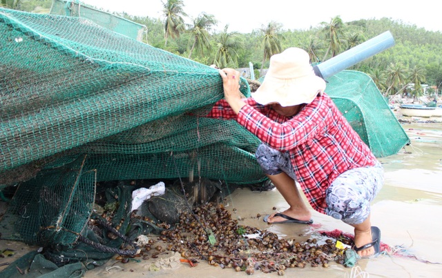 Rơi nước mắt chứng kiến gần 10.000 lồng tôm hùm bị bão cuốn bay - 9 Bà Nguyễn Thị Ngân cố gắng moi móc cái lồng mới được vớt từ biển lên, với hi vọng kiếm được con tôm còn sót lại trong lồng. Theo bà Ngân, bà nuôi 20.000 con tôm hùm các loại, tiền vốn bà bỏ ra nuôi từ đầu năm đến giờ đã hơn 2 tỷ đồng, nhưng giờ bão đã cuốn đi tất cả. Trắng tay thật sự rồi các chú ạ... bà Ngân buồn bã nói.