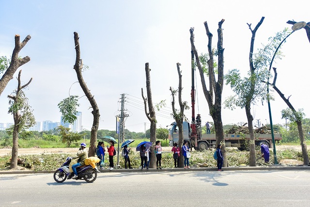 Công trường chặt hạ, đánh chuyển hàng nghìn cây xanh trên đường Phạm Văn Đồng - 5
Hàng cây xanh mát dần biến mất, thay vào đó là những thân cây trơ trọi khiến nhiều người tiếc nuối.