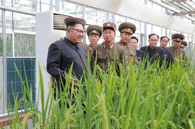 Ông Kim Jong-un tươi cười thăm nông trại giữa lúc căng thẳng - 6 Sau khi nhận được lệnh của ông Kim Jong-un, các nông dân và nhà nghiên cứu Triều Tiên đã bắt tay vào phát triển các giống cây cho năng suất cao trong thời gian ngắn và đã đạt được tiến bộ nhất định.