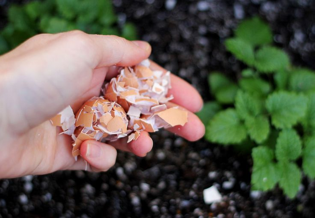 Rau sạch vườn nhà: Bí quyết trồng các loại rau nấu canh - 6 Rau sạch vườn nhà: Bí quyết trồng các loại rau nấu canh - 6