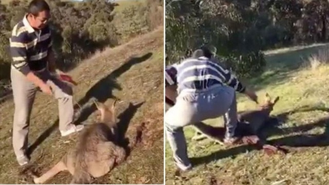 Australia bắt công dân Trung Quốc vì đâm chết dã man kangaroo - 1 Người đàn ông Trung Quốc dùng dao đâm chết con kangaroo tại Australia (Ảnh: SCMP)