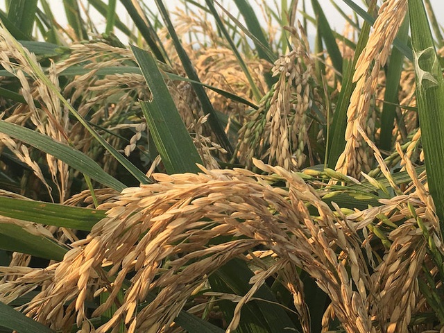 Cây lúa biến dạng cạnh khu công nghiệp: Cần một câu trả lời minh bạch! - 3
Cánh đồng mênh mông phía sau KCN Quang Châu có nguy cơ thất thu do các bông lúa bị lép.