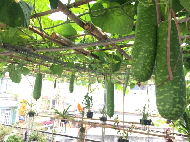 Đã mắt với vườn dưa sai lúc lỉu trên sân thượng của ông bố Sài thành - 2 Đã mắt với vườn dưa sai lúc lỉu trên sân thượng của ông bố Sài thành - 2
