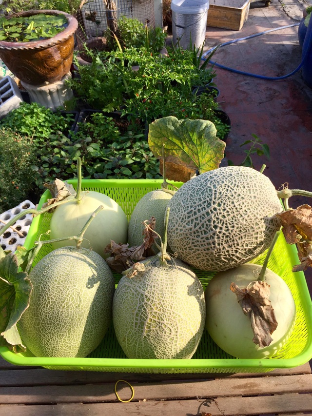 Đã mắt với vườn dưa sai lúc lỉu trên sân thượng của ông bố Sài thành - 5 Đã mắt với vườn dưa sai lúc lỉu trên sân thượng của ông bố Sài thành - 5